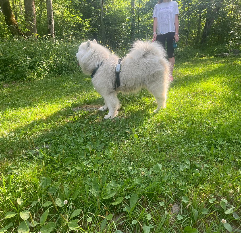 Photo Samoyede