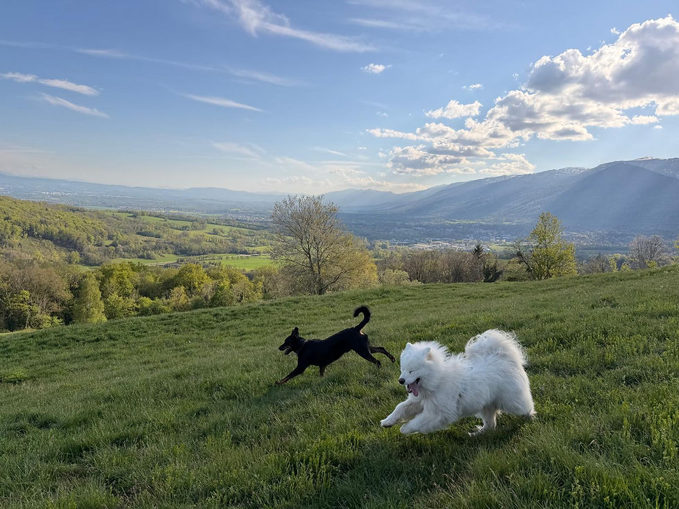 Chiens qui courent ensemble