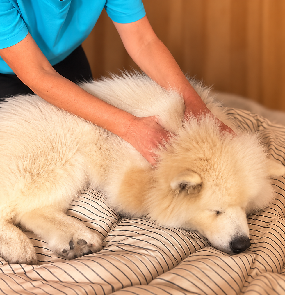 massage canin