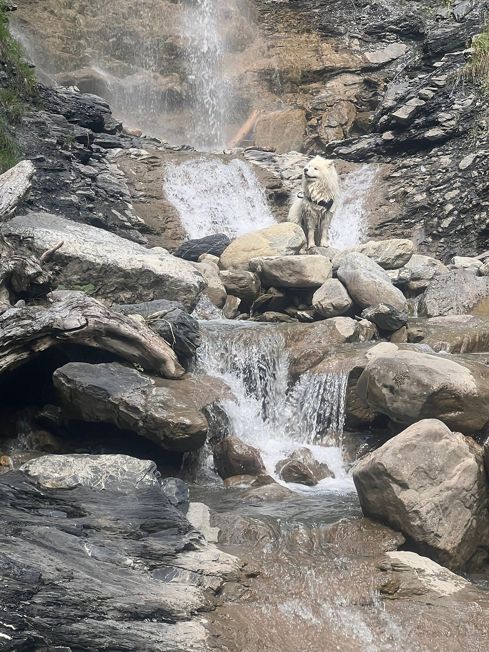 Samoyede pres d'une cascade