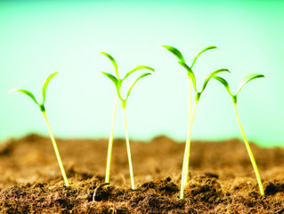 Agricultura Urbana. Una Alternativa para la Producción de Alimentos Libres de Agroquímicos en la Ciu