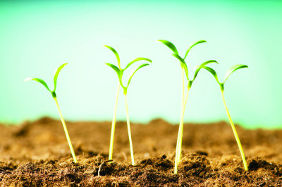 Agricultura Urbana. Una Alternativa para la Producción de Alimentos Libres de Agroquímicos en la Ciu