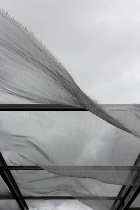 hurricane ribbons /