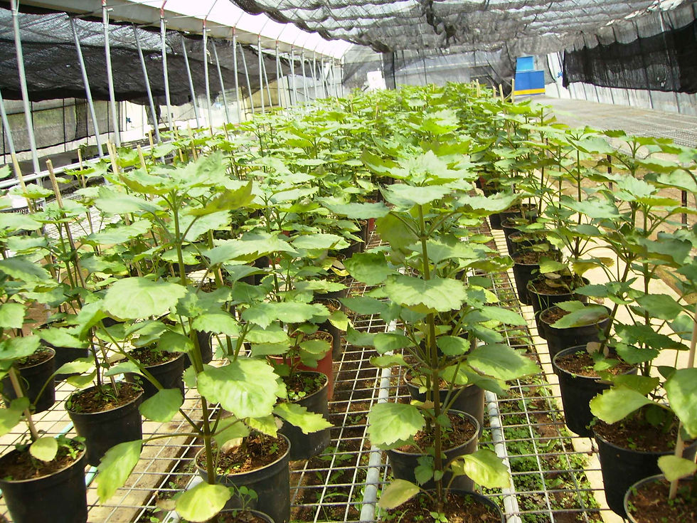 Going Green, Say NO to Pesticide!
