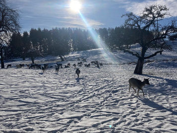 על הטיפול האנרגטי מרחוק