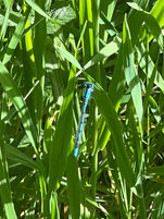 עלים ירוקים