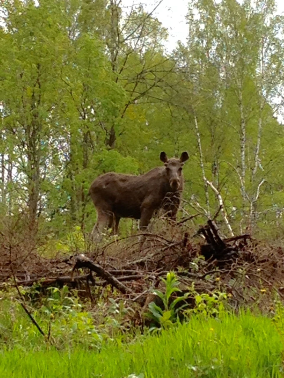 Närmaste grannen.