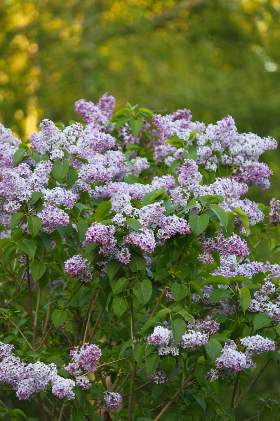 Vår syrén blommar exakt just nu. Vill bara stå där ute och dra in djupa andetag.
