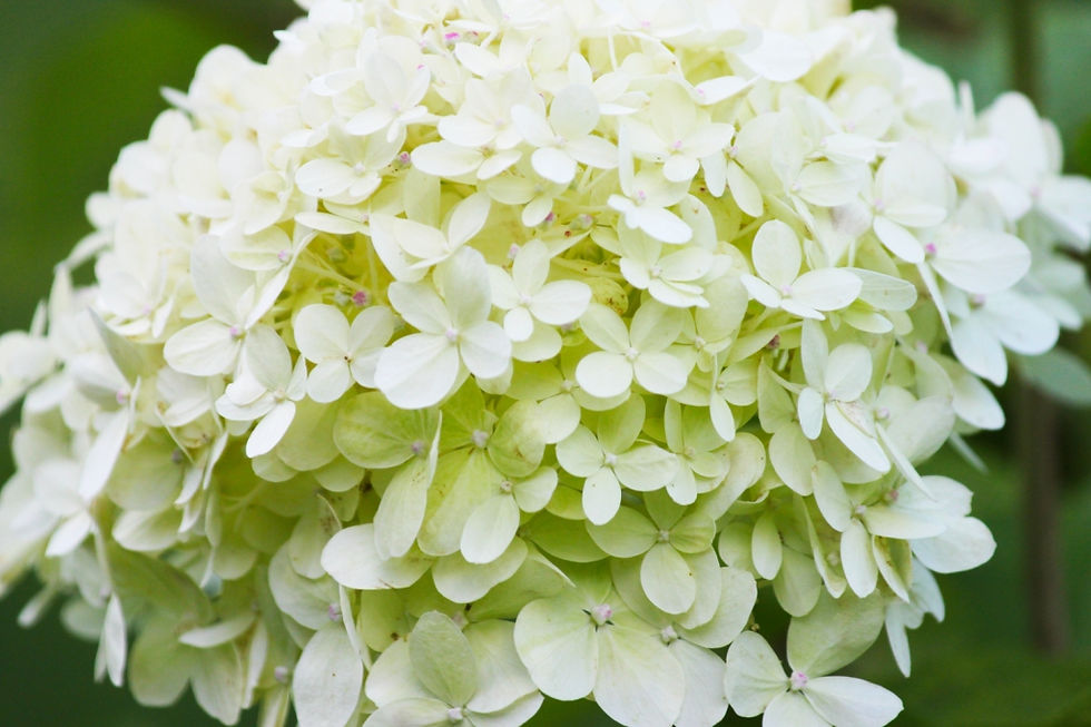 Precis som med körsbärsbenved så har jag länge velat ha en syrénhortensia. Jag ångrar mig inte en sekund.