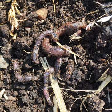 Grepning, täckning och biokol