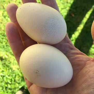 Skörd och nya familjemedlemmar