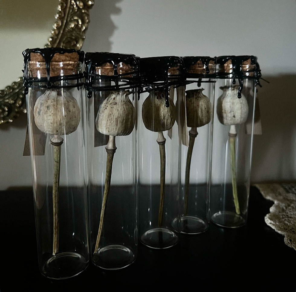Thumbnail: Large Papaver Poppy Head 