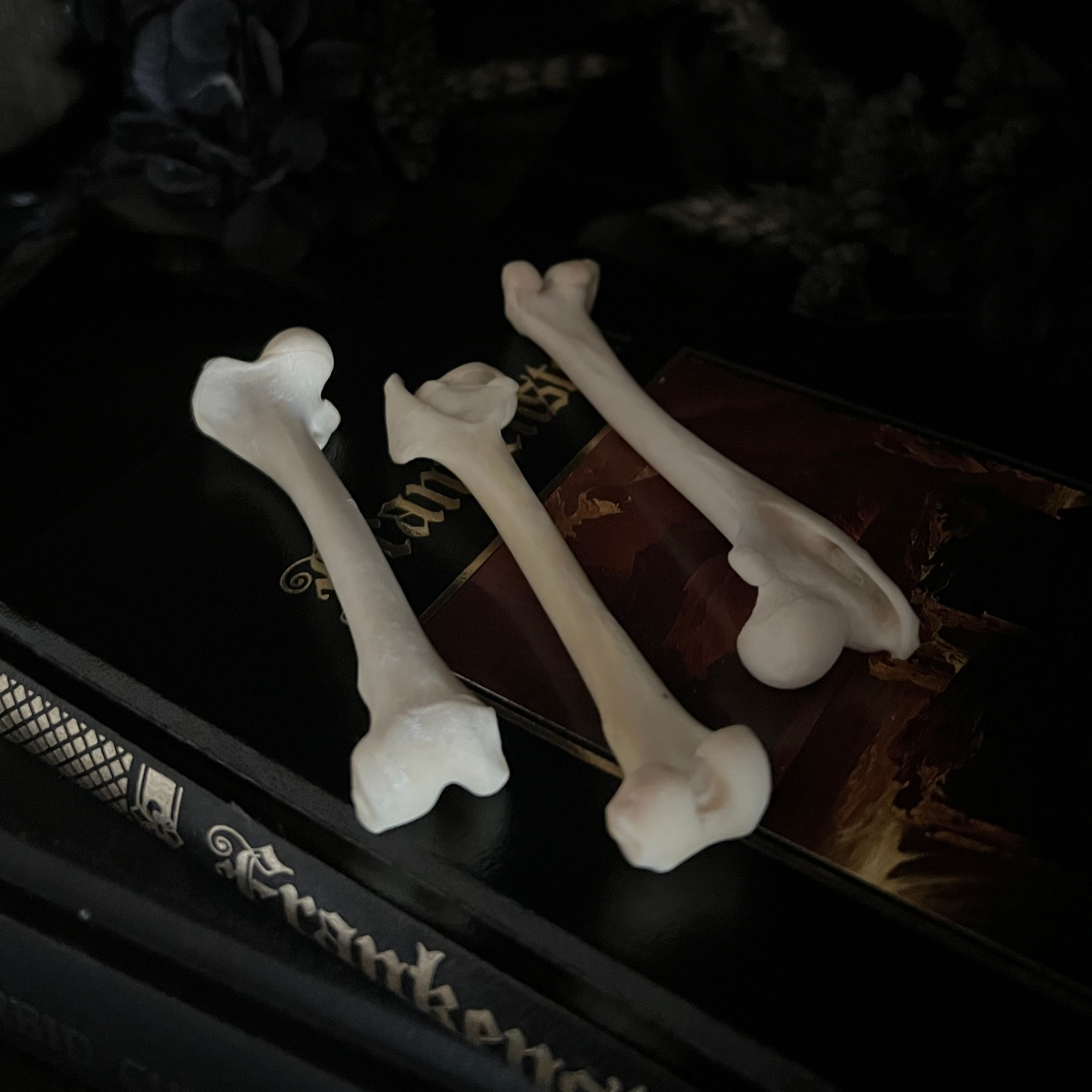 Possum Leg Bone
