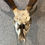 Thumbnail: Stag Skull with Antlers ~ Pick up item