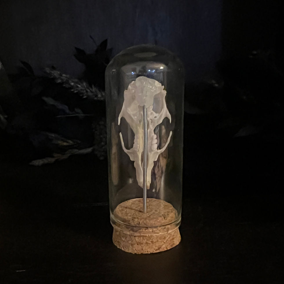 Thumbnail: Adult Rat Skull in Glass Dome