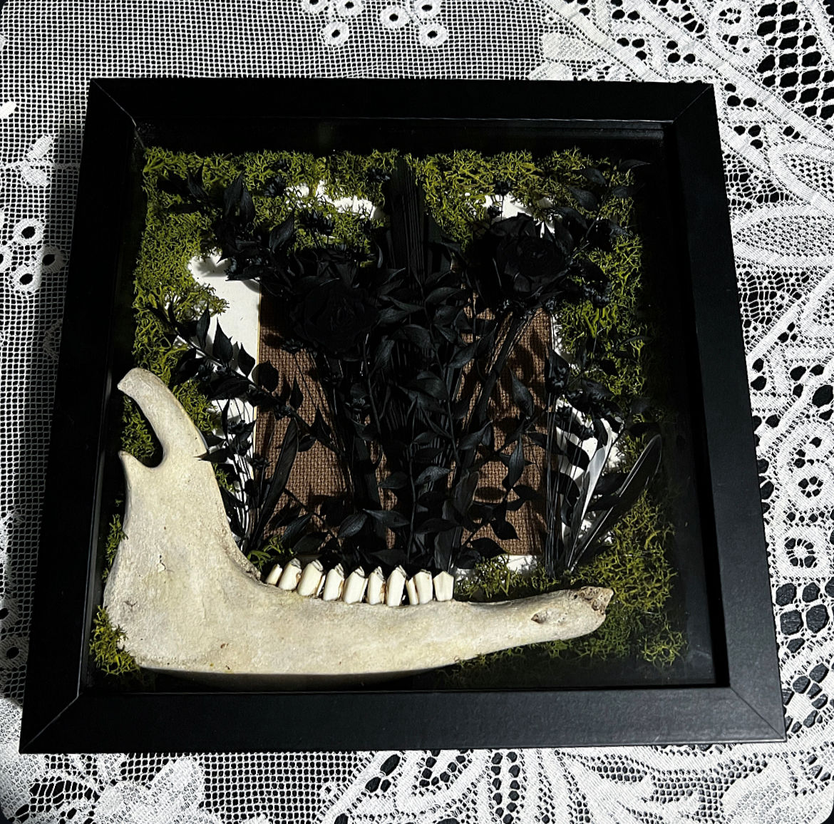 Goat Jaw, Black Roses & Moss Shadow Box