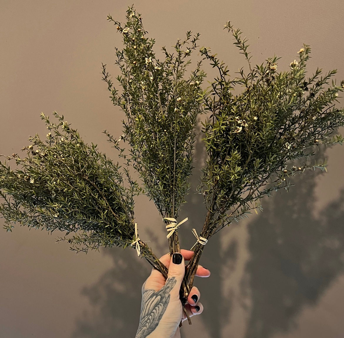 Dried Natural Tea Tree