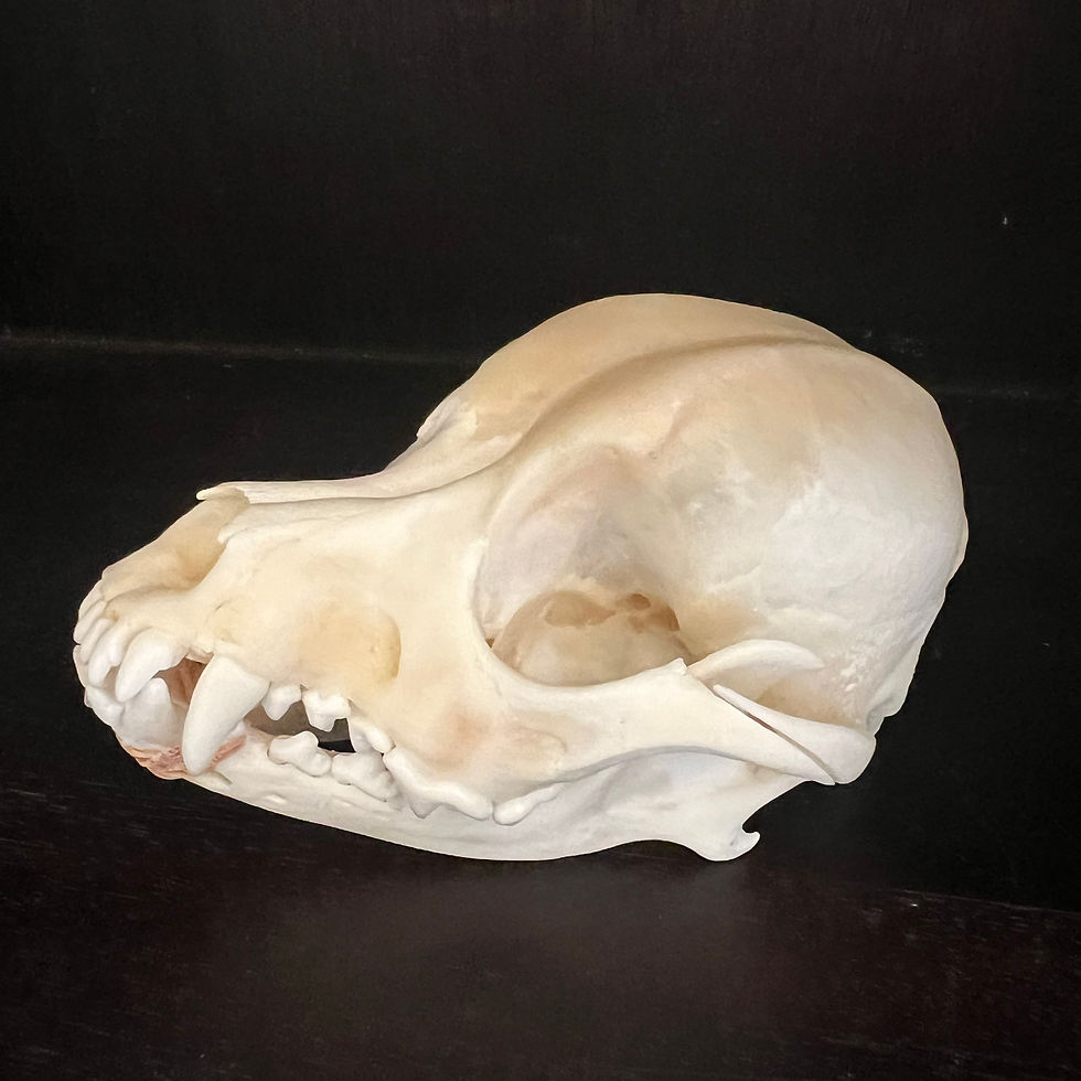 Thumbnail: Small Dog Skull
