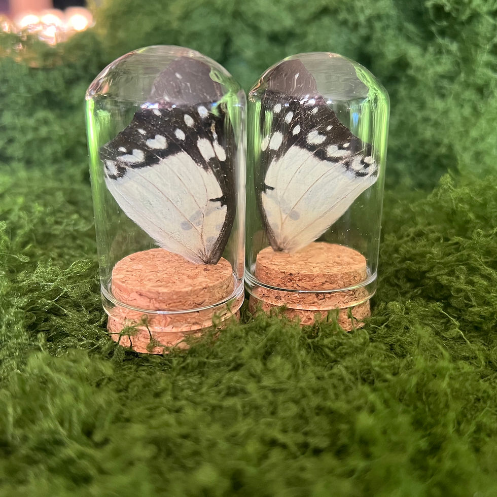 Thumbnail: Butterfly Wing 6cm Dome