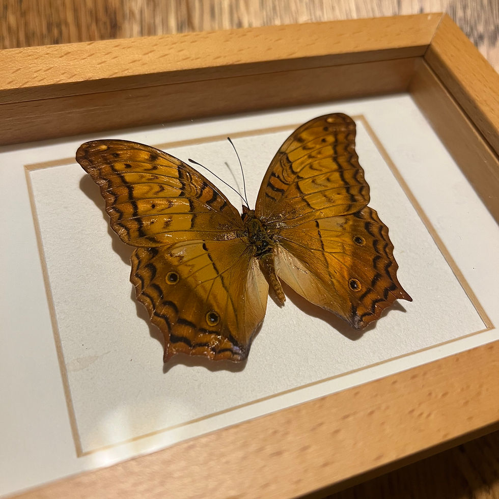 Thumbnail: Butterfly Framed 