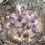 Thumbnail: Amethyst Points ~ Intuition / Relaxation / Sobriety