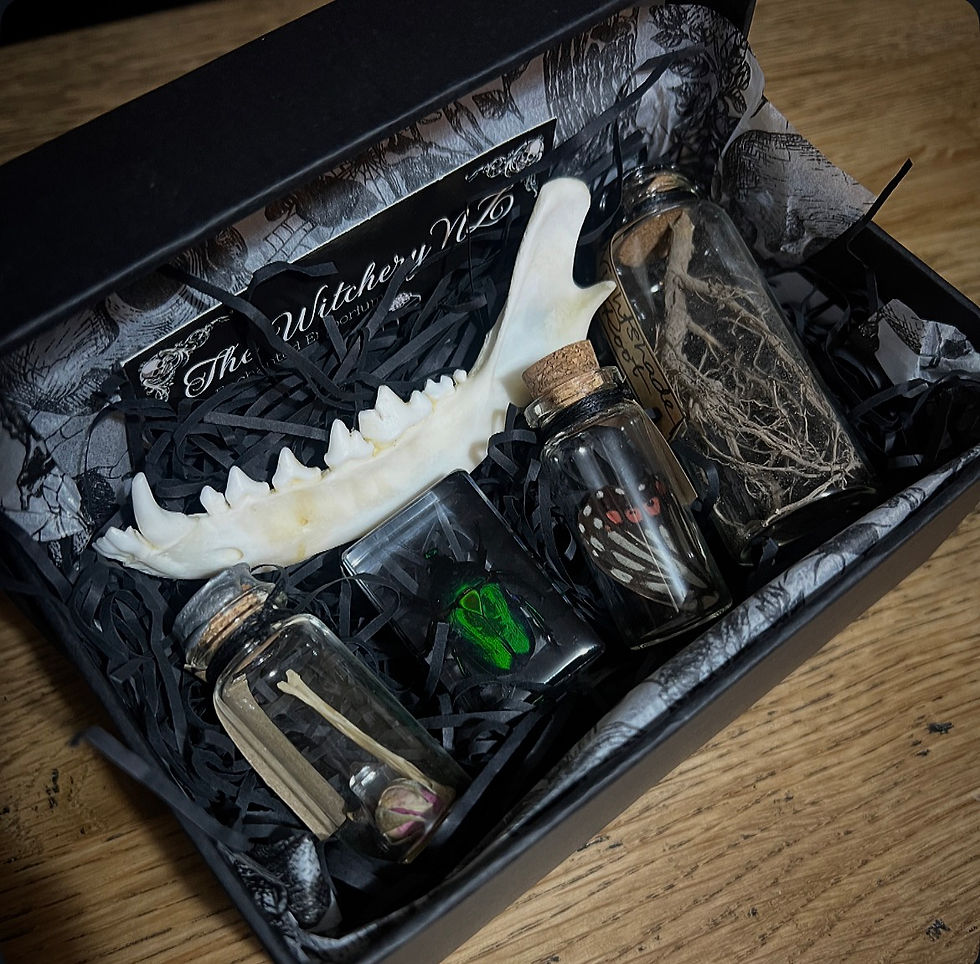 Thumbnail: Oddities & Curiosities Gift Box