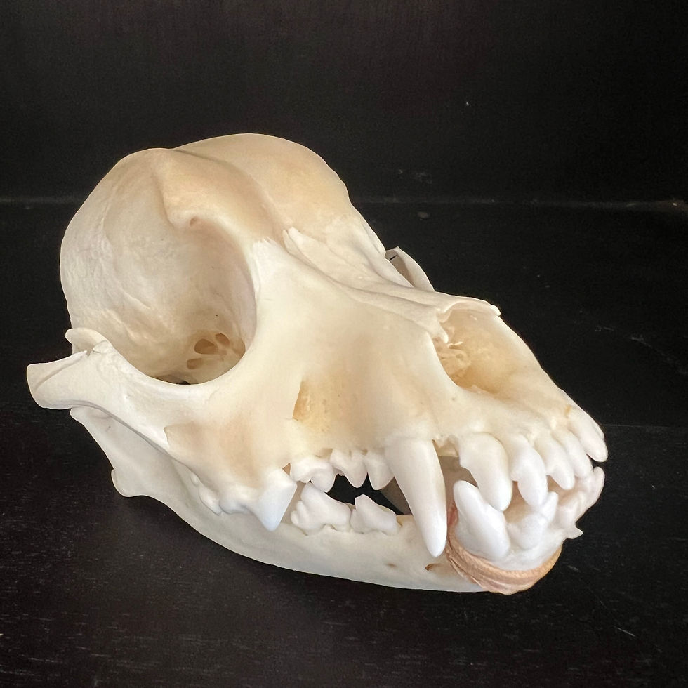 Thumbnail: Small Dog Skull