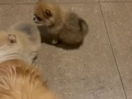 ポメラニアンのいる暮らし