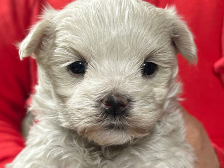 マルチーズ　産まれてます