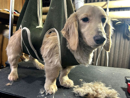 秋神荘　メンバー紹介