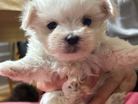 マルチーズ産まれてます