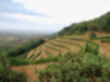 Hossfeld Vineyards Coliseum Block on a foggy morning