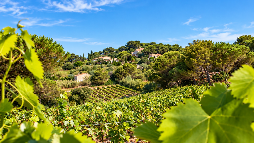 Vignobles Presqu'île de Giens