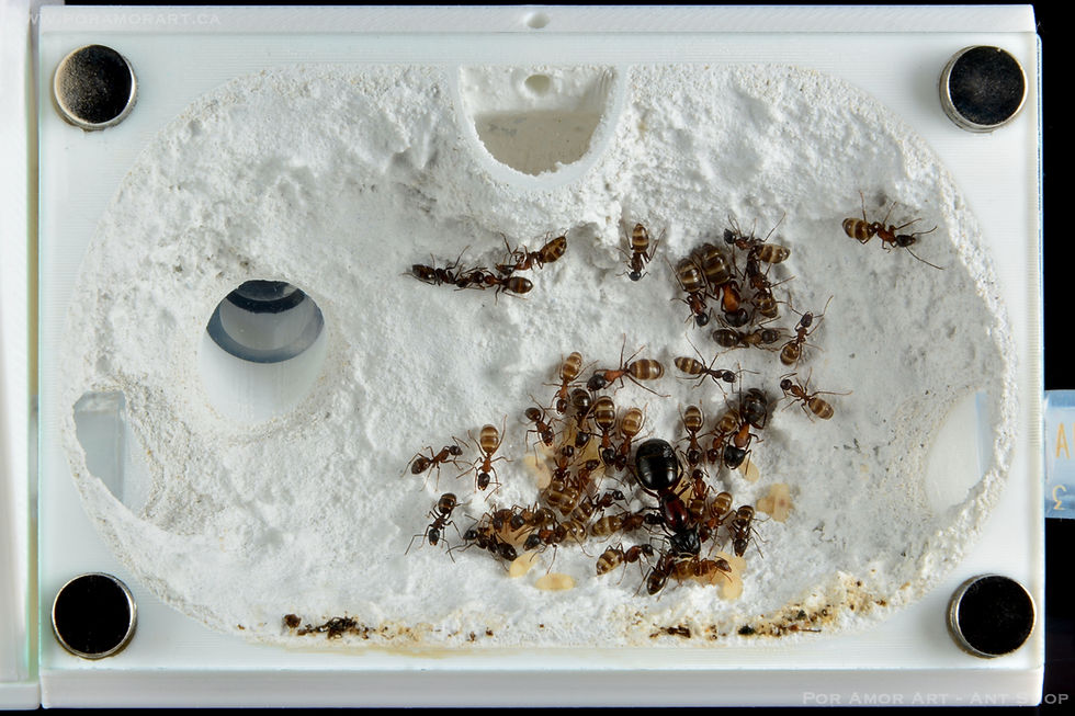 Thumbnail: ant formicarium
