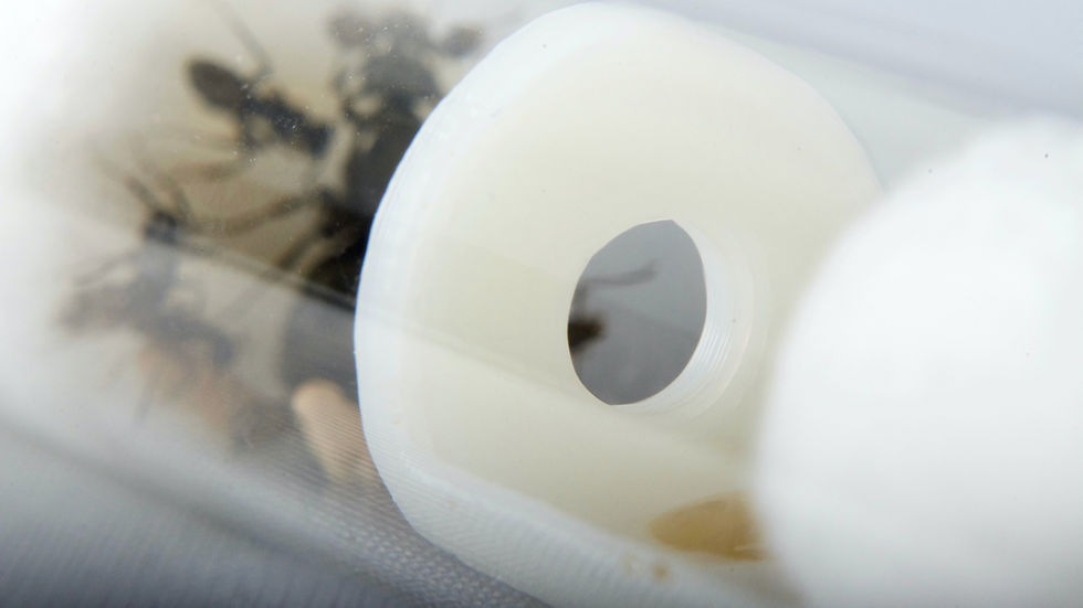 Thumbnail: how to feed ants in test tube