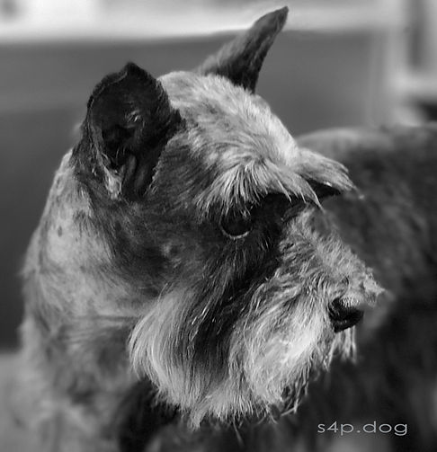 Miniature Schnauzer beauty