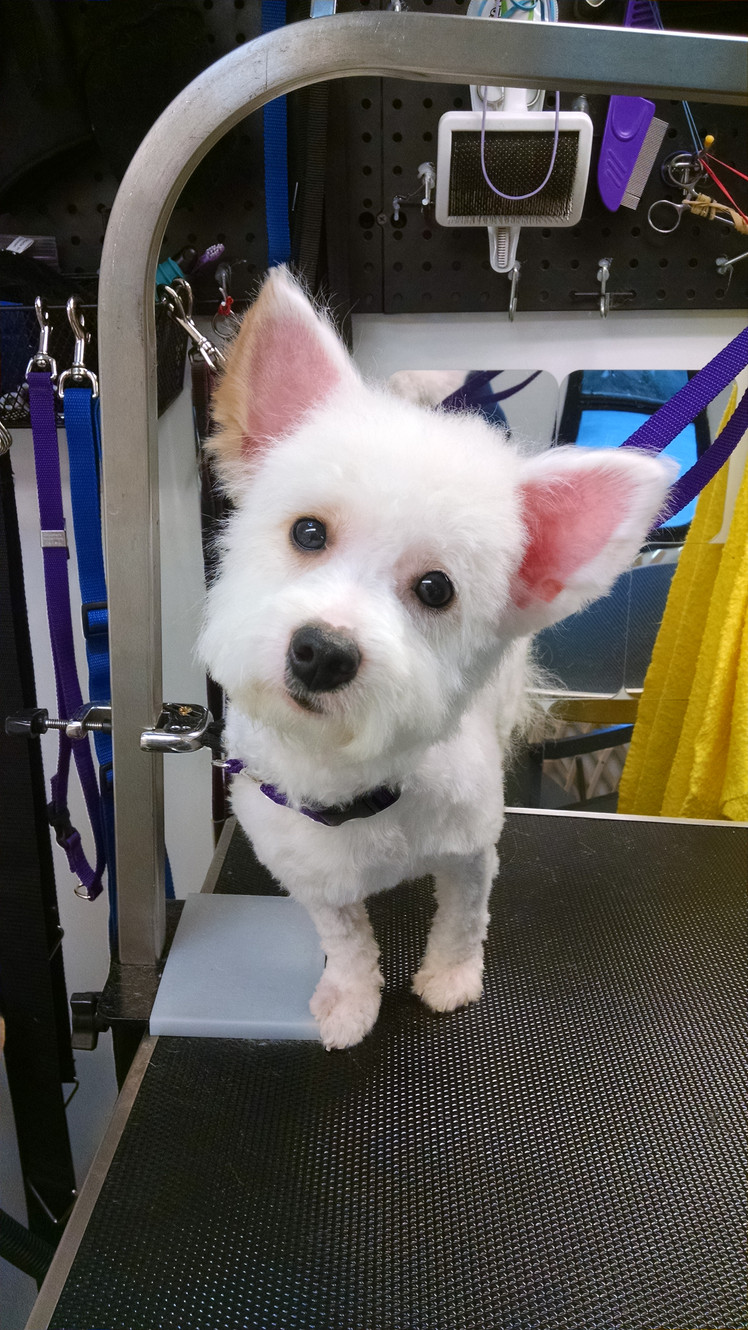 Mobile Dog Groomer, Pearland, Alvin, Manvel, Texas, Smooches4Pooches