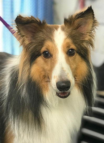 Sheltie