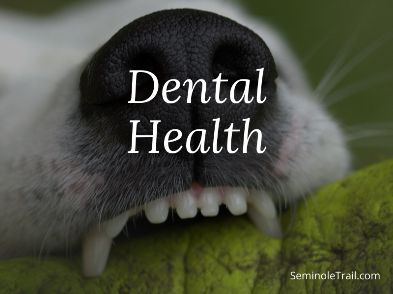 Pet Dental Health