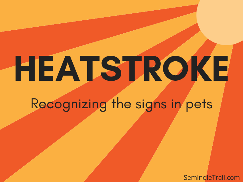Recognizing signs of heatstroke in pets (dogs and cats) Seminole Trail Animal Hospital