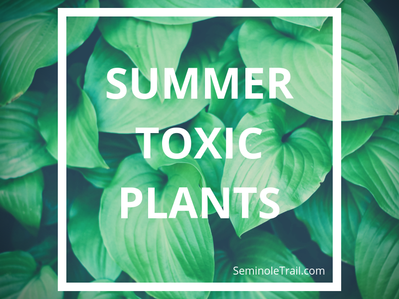 Summer Toxic Plants for dogs and cats
