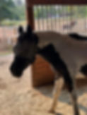 past horse.jpeg