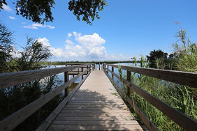 Boardwalk to Lake.jpg