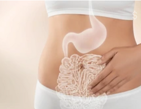 Illustration of digestive organs