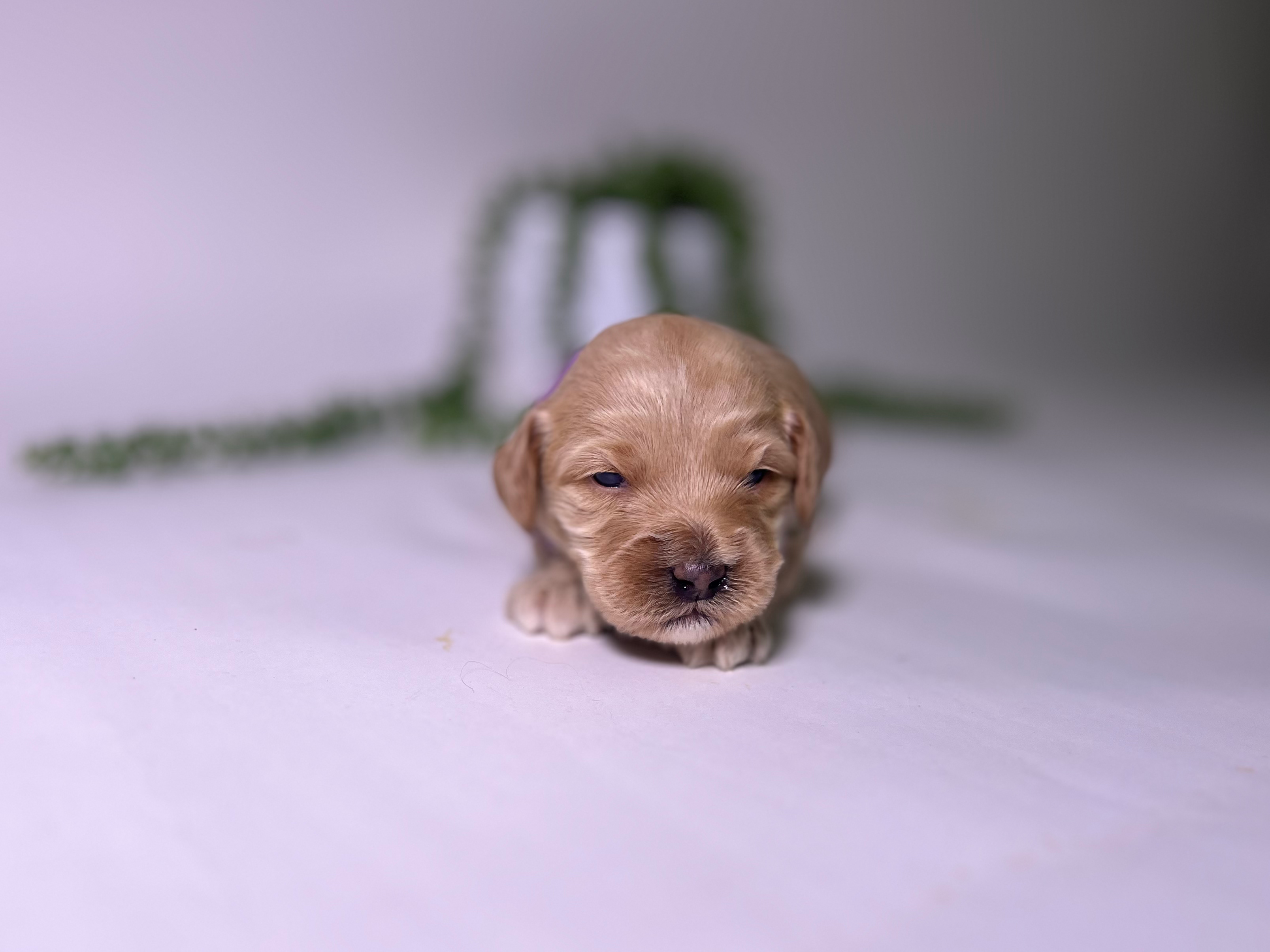 Joy Australian labradoodle