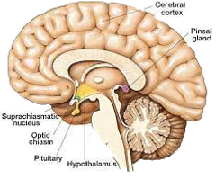 pineal gland_edited.png