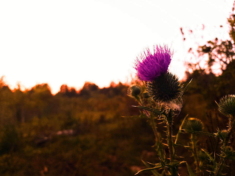 Thistle Photograph