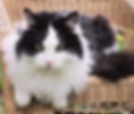 Fluff.jpeg