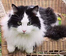 Fluff.jpeg