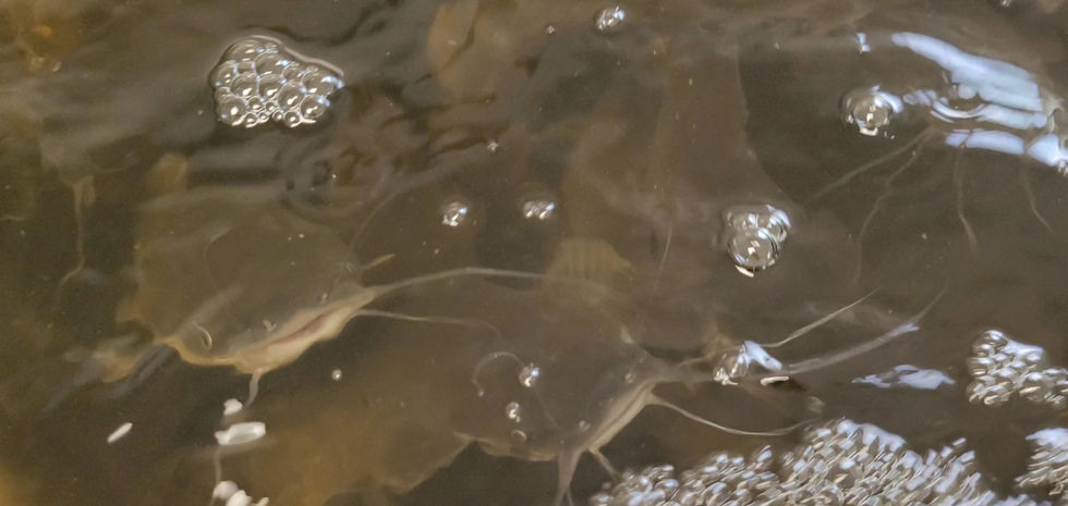Catfish waiting for their food.